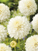 Dahlie (Dahlia) 'Myama Fubuki'