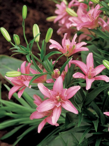 Lilie Asiatische (Lilium) Little Kiss 1 St.