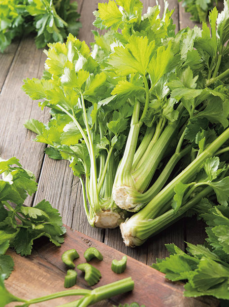 Samen Schnittsellerie (Apium graveolens)