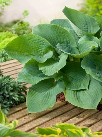 Funkie (Hosta sieboldiana) 'Elegans'