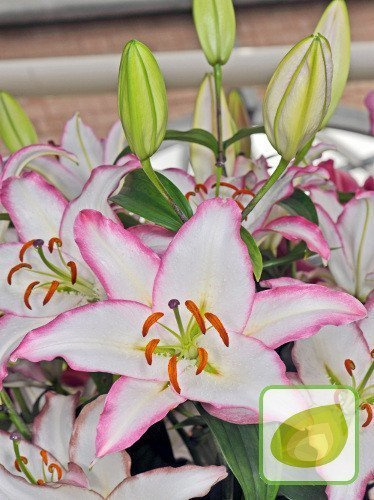 Lilie (Lilium) Hotline