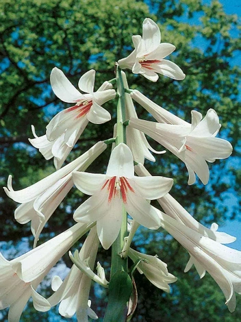 Riesenlilie Himalaya (Cardiocrinum giganteum) 1 St.