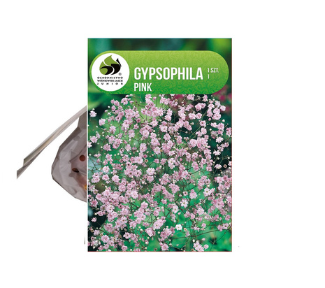 Schleierkraut  (Gypsophylla pacifica) 'Pink'