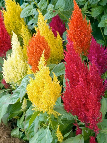 Samen Celosia Federbusch (Celosia Argentea)