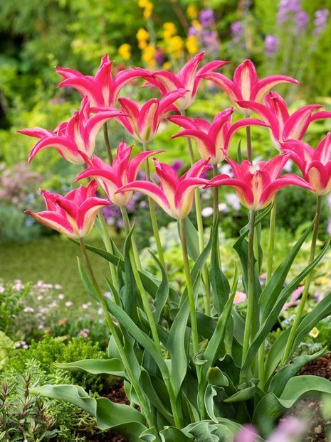 Tulpe (Tulipa) 'Madalyn'