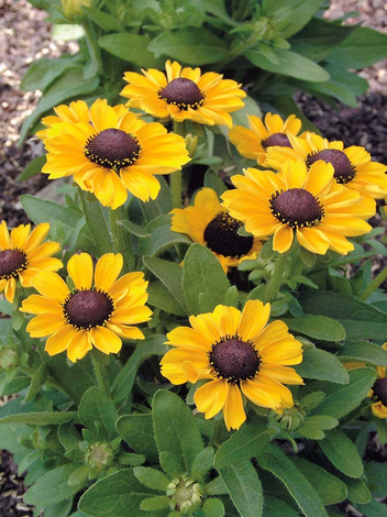 Rudbeckia (Rudbeckia) Green Wizzard