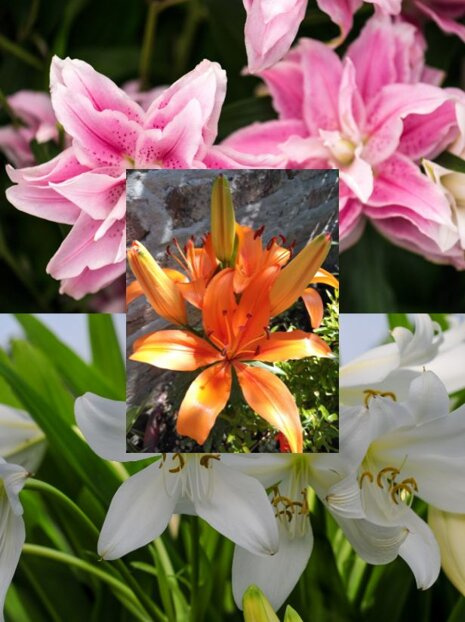 Gartenlilien Mix 1 St.