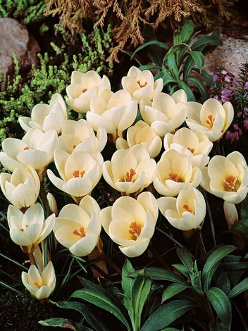 Krokus Cream Beauty