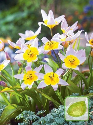 Tulpe billig Saxatilis