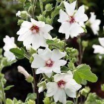 Buschmalve (Lavatera) 'Barnsley Baby'