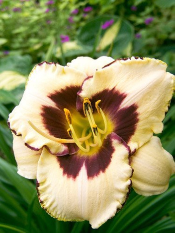 Taglilie (Hemerocallis) 'Canadian Border Patrol'