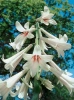 Riesenlilie Himalaya (Cardiocrinum giganteum) 1 St.