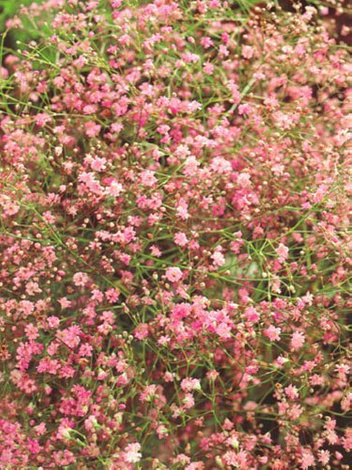 Schleierkraut  (Gypsophylla pacifica) 'Pink'