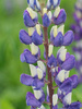 Lupine (Lupinus) blau