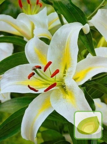Lilie (Lilium) Cassandra