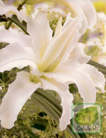 Lilie (Lilium) ’Tribal Dance’
