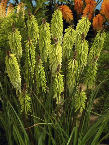 Fackellilie (Kniphofia) 'Green Jade' 1 St.