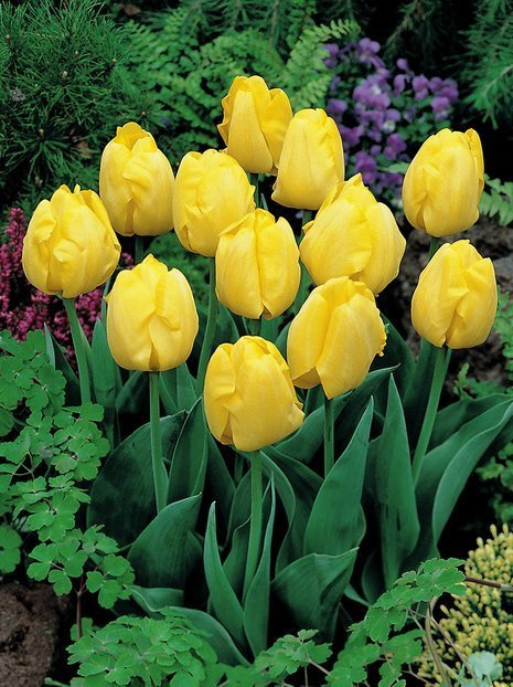 Tulpe (Tulipa) 'Kikomachi'