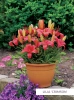 SATZ Lilien Pixie