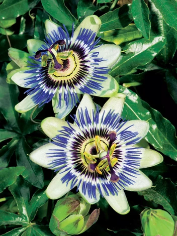 Passiflora incarnata - Passionsblume Samen
