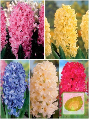 Sparsamer Satz Hyazinthen