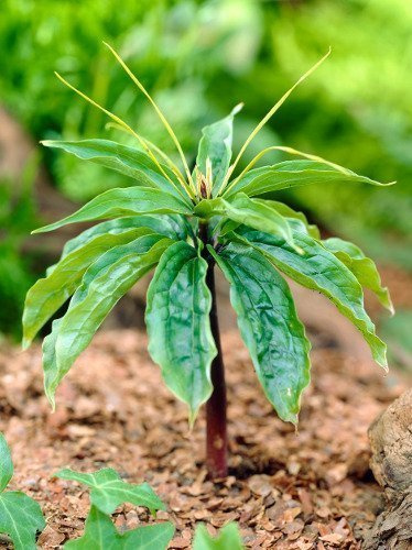 Die Einbeere (Paris) Polyphylla