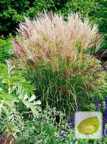 Lampenputzergras (Miscanthus) Ferner Osten