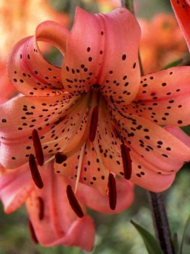 Lilia (Lilium) Pink Giant