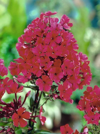 SATZ Flammenblumen