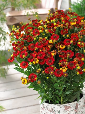 Sonnenbraut (Helenium) 'Hot Lava'