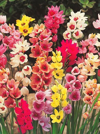 Garten-Ixia (Ixia) Mix