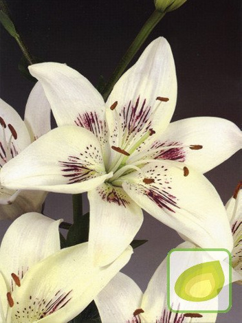 Lilie (Lilium) Centerfold