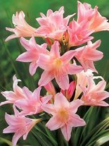 Amarcrinum (Amarcrinum) 'Howardii' 1 St.