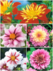 SATZ Anemonenblütige Dahlien 2