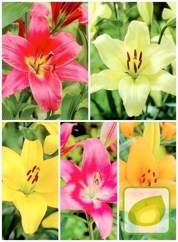 SATZ Lilien Super Große Lilienzwiebeln