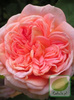 Róża (Rosa) Alchymist