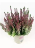 Heidekräuter (Calluna) 'Garden Girls' rosa | ⌀ 9cm