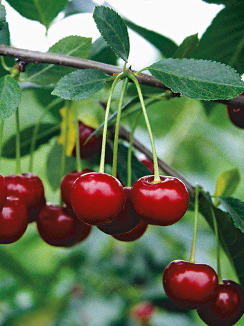 Sauerkirsche (Prunus cerasus) 'Pandy 103‘