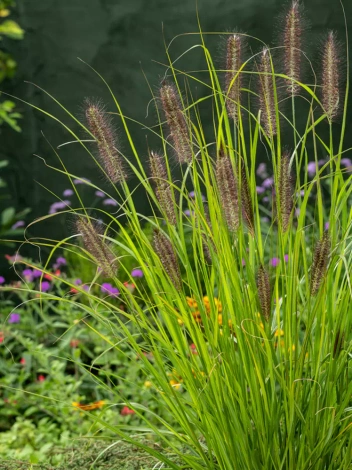 Lampenputzergras (Pennisetum) 'Red Head'