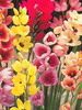 Garten-Ixia (Ixia) Mix