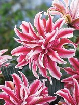 Lilie (Lilium) 'Magic Star'