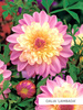 SATZ Anemonenblütige Dahlien 2