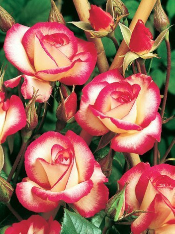 SATZ Kletterrosen
