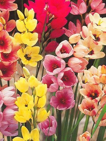 Garten-Ixia (Ixia) Mix