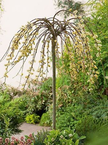 Weide (Salix) 'Iwa' - Bäumchen