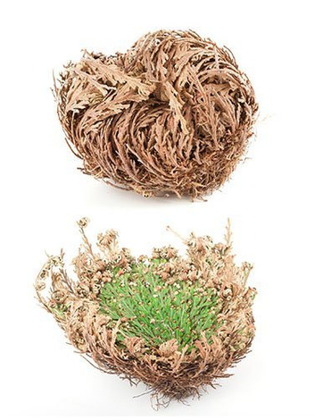 Jerichorose (Selaginella lepidophylla) - Symbol für Glück und Liebe