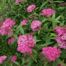 Spierstrauch (Spiraea) 'Antony Waterer' - Zierstrauch