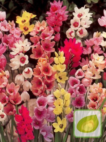 Garten-Ixia (Ixia) Mix