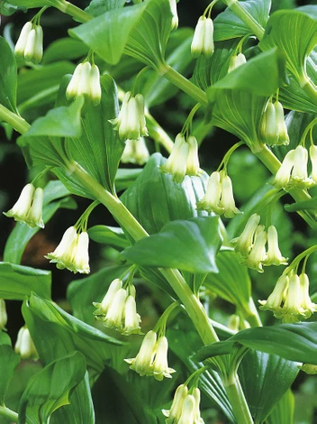 Weißwurze (Polygonatum multiflorum)