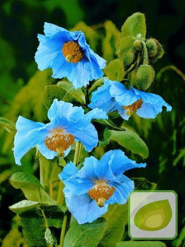 Blauer Mohn (Meconopsis betonicifolia)